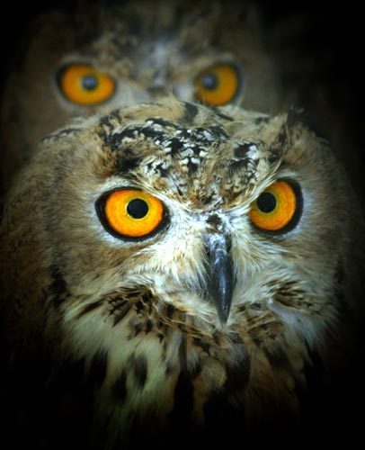 giopinions's profile picture. 