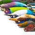 Mark My Bird (@macrobirdevol) Twitter profile photo Mark My Bird (@macrobirdevol) Twitter profile photo