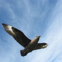Atlantic Migrants (@atlant_migrants) 's Twitter Profile Photo Atlantic Migrants (@atlant_migrants) 's Twitter Profile Photo
