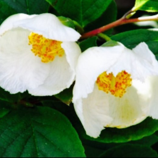 とりかえ・ばや（さいとうちほ）65話 最終回 大好き☆少女漫画