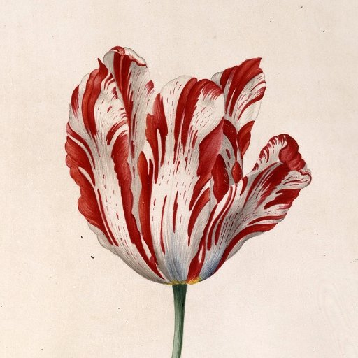 Love Tulips? Welcome to our community! 🌷 We share tulip facts, history, art and more. Tag us in your tulip photos and we'll RT you.