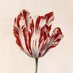 Tulip Facts (@tulip_facts) Twitter profile photo Tulip Facts (@tulip_facts) Twitter profile photo
