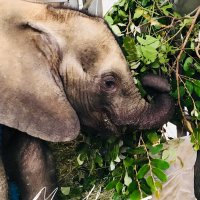 ZEN_wildislife (@zimellies) 's Twitter Profile