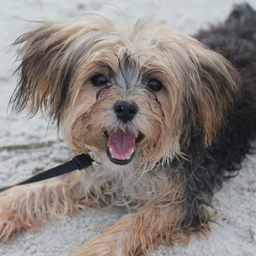 Come to Breedmaster Dog Training for the most advanced dog training and obedience classes available. Come meet with us at your free