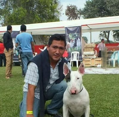 Cria y selección del Bull Terrier