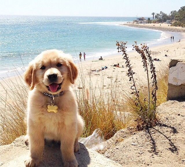 thegoldlopez's profile picture. 