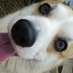 SpaceDog_Лайка (@spacedog000) Twitter profile photo SpaceDog_Лайка (@spacedog000) Twitter profile photo