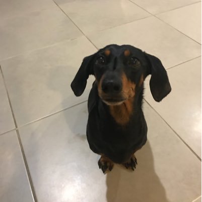 Fibre_Lord's profile picture. Organic Chemist, Materials Chemist, Dachshund Enthusiast, Views own