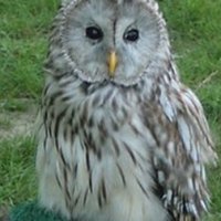 Eskal (@eskaldoc) 's Twitter Profile