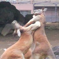 いくじんぐ (@gaizing) 's Twitter Profile