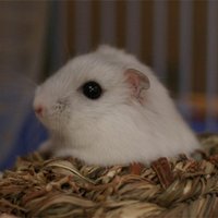 a.rin@mix (@a_rin) 's Twitter Profile