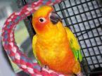 2SunConures's profile picture. Conservative right Independent. #RedEye fan. 
Parrot owner (always Sun Conures)+Macaw&young Cockatoo (temp) 
Twitter is time killing vortex-I like it anyway