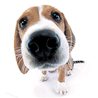Nancy Abel (@nancyluvsdogs) 's Twitter Profile
