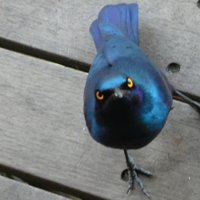 David (@davidsa87519099) 's Twitter Profile