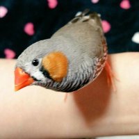 みあ (@axamia) 's Twitter Profile