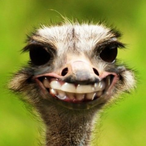 Snap_Lily's profile picture. What's kickin' chicken ...