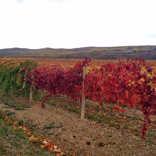 diana__marin's profile picture. Doctoranda en aspectos relacionados con el injerto de la vid