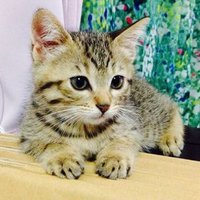 kamui (@kamuihina) 's Twitter Profile