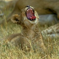 Thisisme (@alwayslastone) 's Twitter Profile Photo