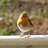 chrissie52's profile image