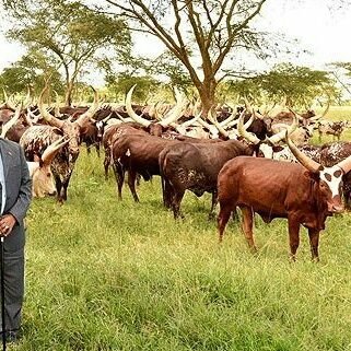 tshuma41's profile picture. 
