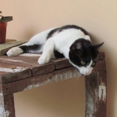 elenaki36843858's profile picture. 