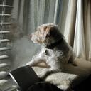 Steve Ross - @duke94558 - Twitter