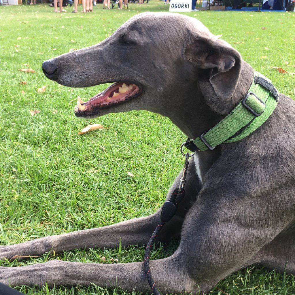 Zilli (black) and Stellar (blue), rescued #greyhound girls who like to run for fun. Delightful sisfur Grace (brindle) left us July 2017.