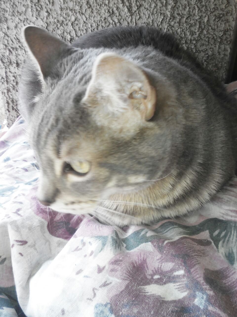 eveabogada's profile picture. Abogada ,  Litigante, estratega en inteligencia, . ética y  formal comunicadora, con mi gatita Runny. que me acompaña  hace 18 años, panelista radio