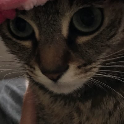 テレビリモコン無くした Ringo 158 Twitter テレビリモコン無くした Ringo 158 Twitter