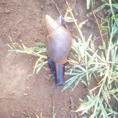 khamfred's profile picture. Nature lover.AMBIVERT | ARSENAL | MADRID | EDM