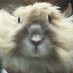 Илья (@_crypto_rabbit) Twitter profile photo Илья (@_crypto_rabbit) Twitter profile photo