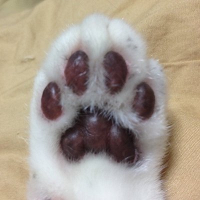 星猫堂 on X: 星猫堂 on X:
