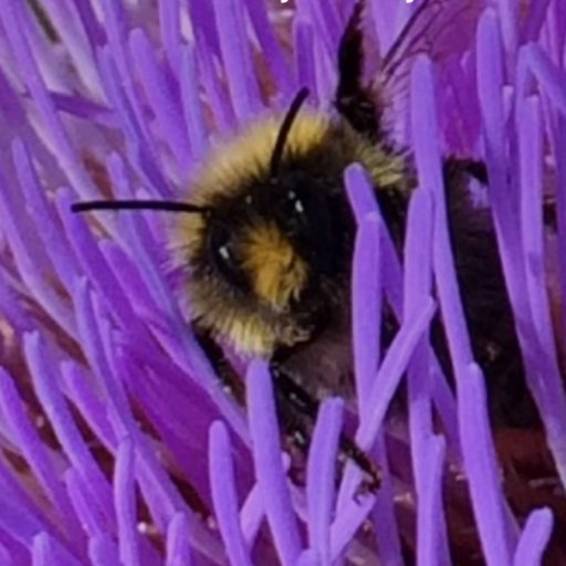 Prof of Plant Chemistry | Pollinators & Pests | @KewGardens & @NRInstitute (views my own) https://t.co/GVXmKOFuvN