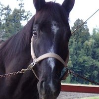 ペンタ (@qypvqawjmfph6mw) 's Twitter Profile