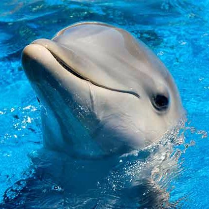 We simply adore dolphins!!!