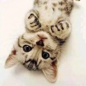 tomchinkan38's profile picture. 自由気ままに気になった方々を応援させていただく垢です。無言フォロー失礼しますm(_ _)m