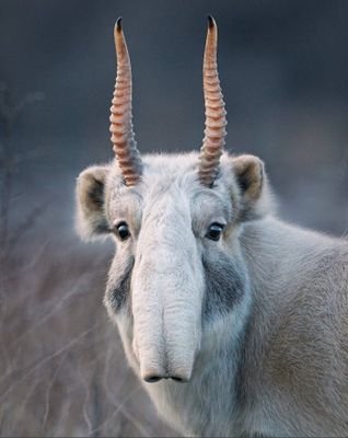 taramatan's profile picture. 