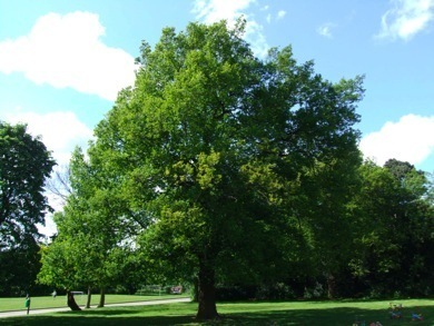 Swanwick Bibleschool is a family gathering held by The Christadelphians.
There are 3 studies in the morning, and relaxing, or actives in the afternoon.