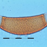 Melbourne Palynology (@palynologymelb) 's Twitter Profile