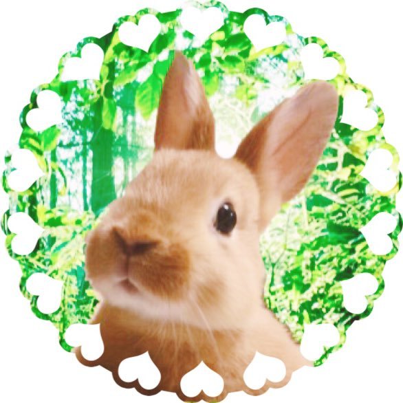 ミニウサギ のピーターです！ウサギを家族に迎えました🐰毎日ドタバタしながら育ててます 🐰無言フォローすみません、皆さまのうささんみて癒されてます！どうぞよろしくおねがいします♡Birthday:2017/9/23♡お迎え日2017/11/5♡