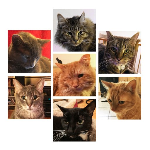 7 crazy rescue cats in update NY USA. IG: menageriedechats