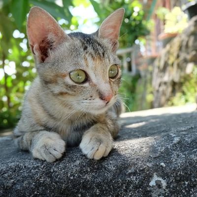 Lake Toba cats garden is a homestay by Lake Toba , Sumatra. For cat and animal lovers to feel living in a village with beautiful nature.