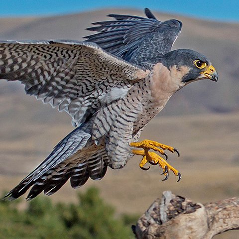 Desert_Hawk_254 Profile Picture