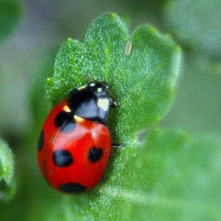 Ten10novelchan's profile picture. Ten10(@1010_novel)の日記。自由きままにScript少女のべるちゃんやノベルゲームコレクション、商業ノベルゲームなどの感想を呟いたりしたい(願望)。