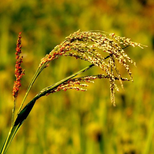 contact_sennel1's profile picture. 