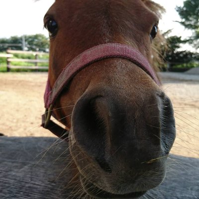 めめ テイエムアンムートちゃん ゲート試験合格しますように 昔のラガーレグルス ちゃんの時のような人は今はもういないのかな ネットで見ただけだけど あの傘男の話は腹立たしい テイエムアンムート ゲート試験