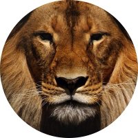 James B (@james_lion_01) 's Twitter Profile Photo