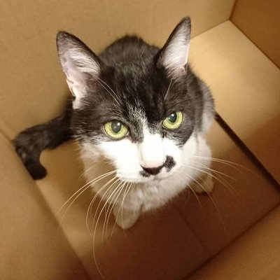うちの猫さまは世界で一番かわいい Jagajaga Bee Twitter