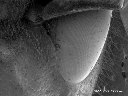 とある大学の物理教員(JK)。実験環境鋭意構築中ですが、物性分野(特にエネルギー関係)の研究しています。物理教育・理科教育のことも頻繁に考えてたり。人生色々模索中。(発言は個人によるものであり、所属機関とは関係ありません。)
